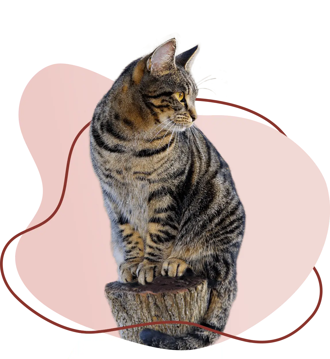Bild von einer Katze vor einem pinken Hintergrund.